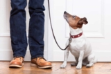 How To Be A Considerate House Guest With Pets