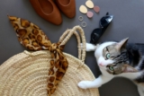 Can I Carry My Cat in a Purse? Important Safety Tips